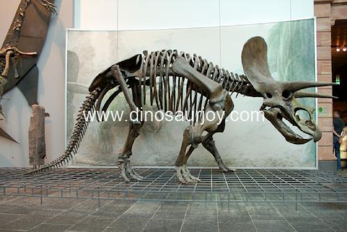 DWS001 Triceratops Skeleton