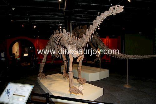 DWS002 Shunosaurus Skeleton