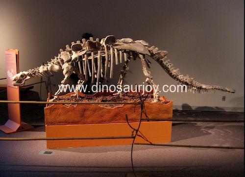 DWS011 Ankylosaurus Skeleton